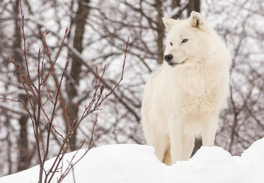 Arctic Wolf #10 Photograph by Josef Pittner