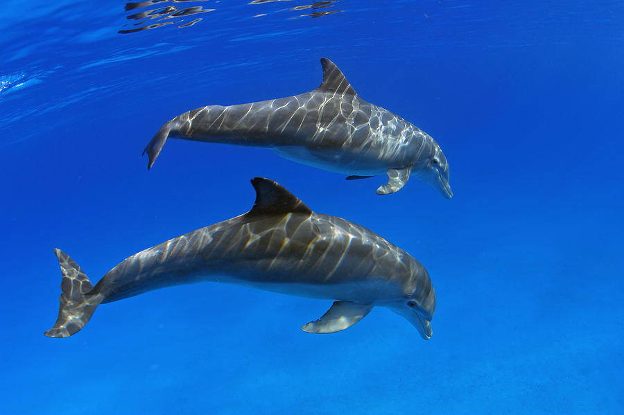 Atlantic Bottlenose Dolphins Photograph by Dave Fleetham - Printscapes ...