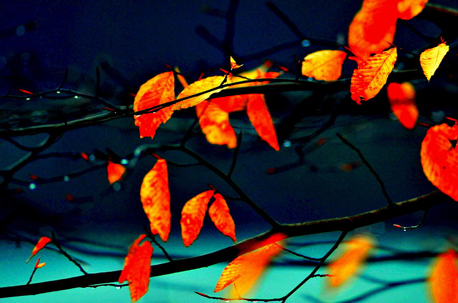 Autumn Colors #10 Digital Art by Aron Chervin