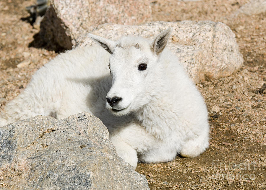 Baby Mountain Goats on Mount Evans #10 Photograph by Steven Krull