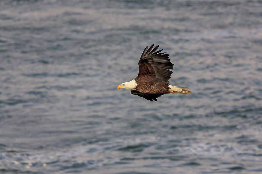 Animal Photograph - Bald Eagle #10 by Peter Lakomy