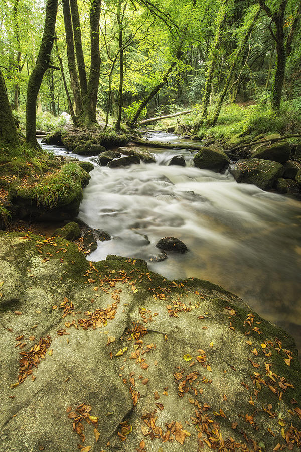 Beautiful forest stream landscape flowing through woodland with ...