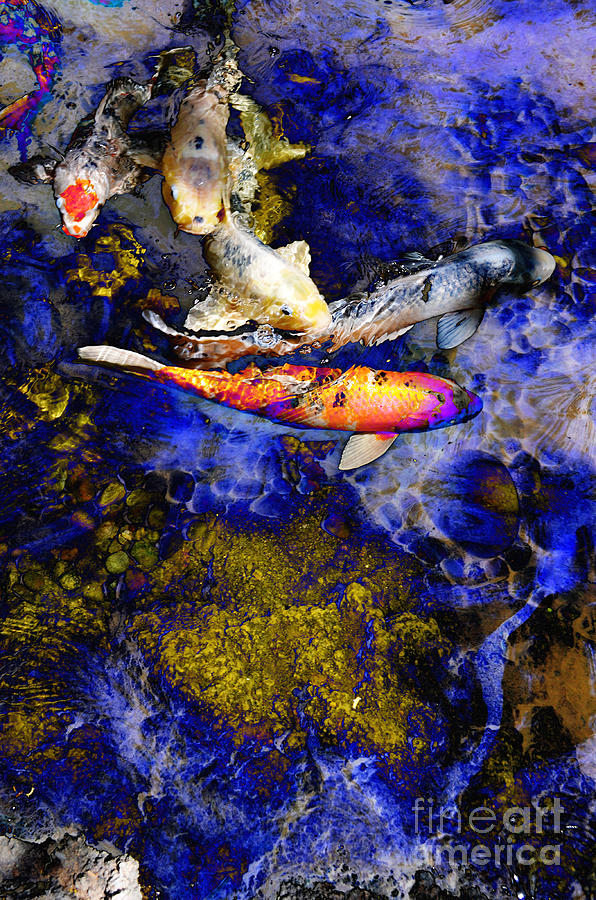 Beautiful Koi Fish Pond Exotic Water Lake Colorful Decorative Gracedivine Com Fish Koi Pond Decorat
