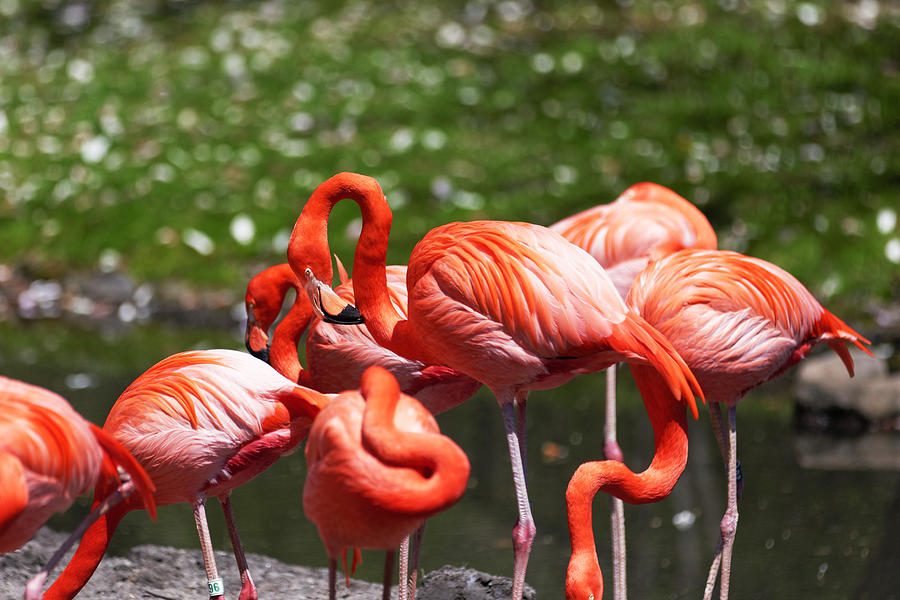 Beautiful Pink Flamingo. Photograph by Andrei Orlov