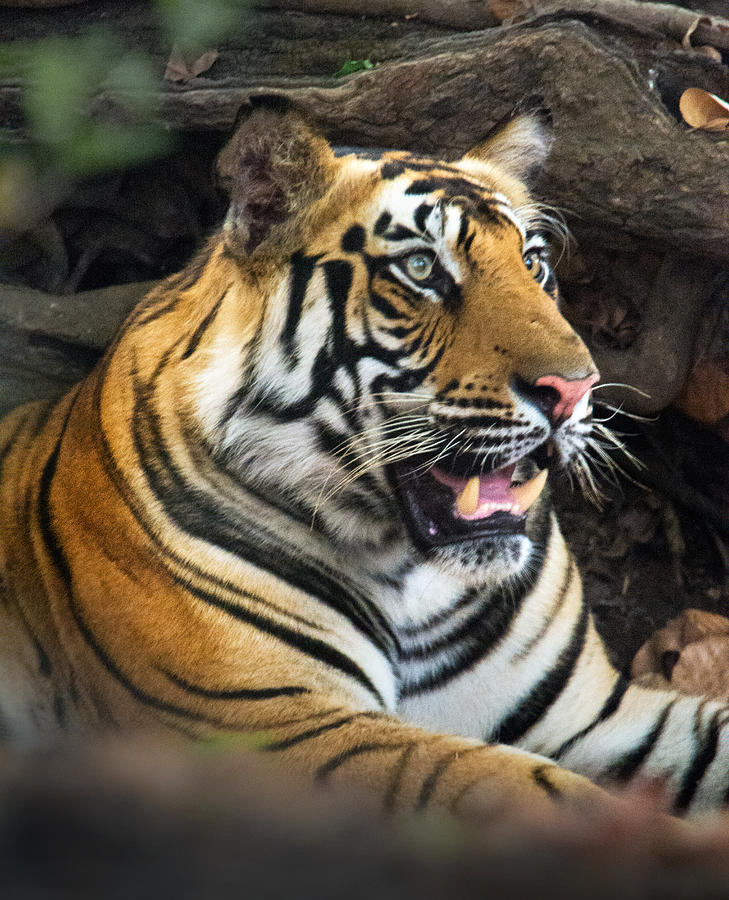 Nature Photograph - Bengal Tiger Panthera Tigris Tigris #10 by Panoramic Images