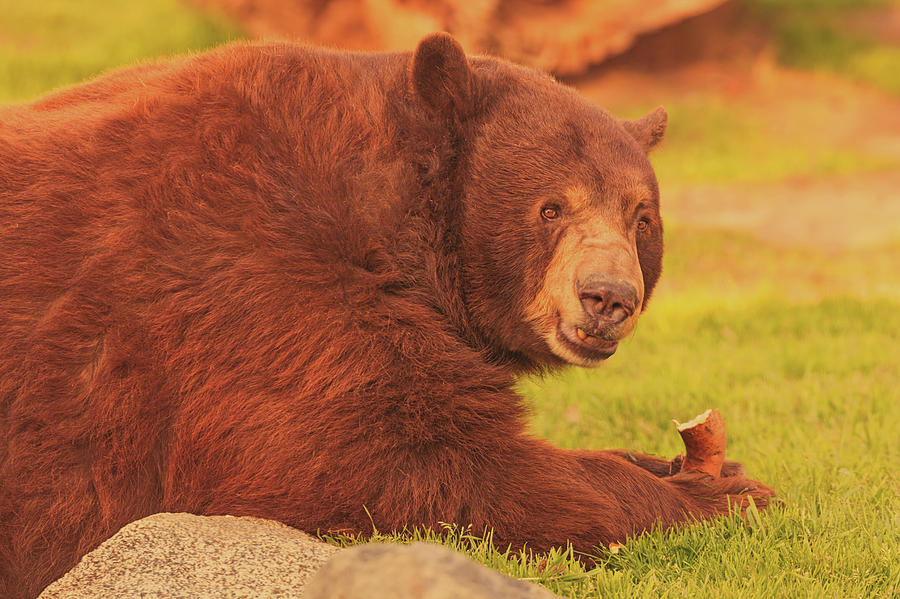 Black Bear  #10 Photograph by Brian Cross