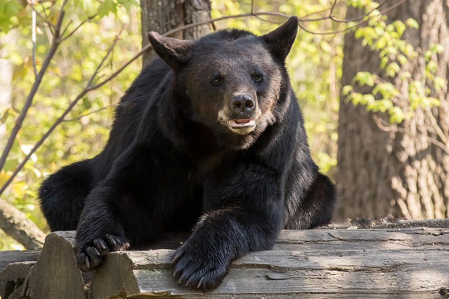 Black Bear    #10 Photograph by Mary Jo Cox
