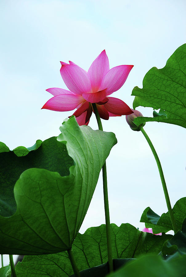 Blossoming lotus flower closeup #10 Photograph by Carl Ning