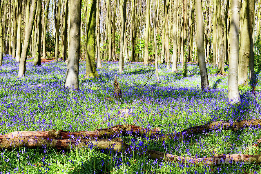 Bluebell Woods #10 Photograph by Colin Rayner