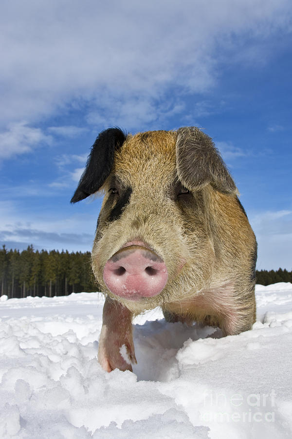 Pig Photograph - Boar In The Snow #10 by Jean-Louis Klein & Marie-Luce Hubert