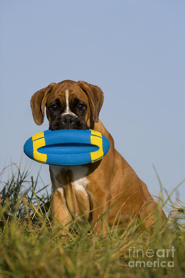 Dog Photograph - Boxer Puppy #10 by Jean-Louis Klein & Marie-Luce Hubert