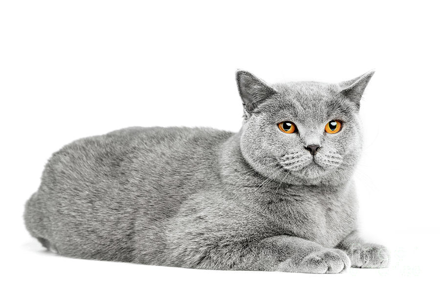 British Shorthair cat isolated on white. Lying #10 Photograph by Michal Bednarek