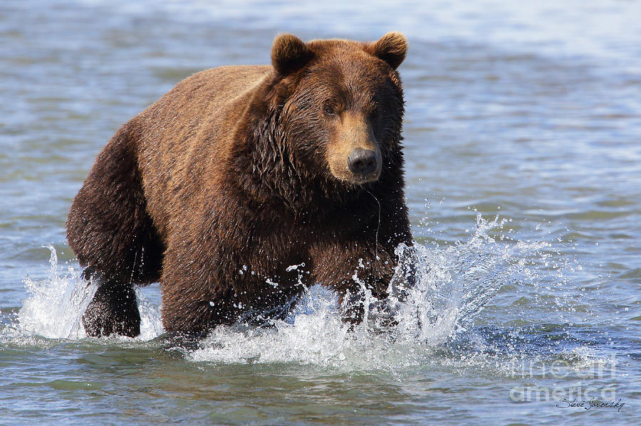 Brown Bear #10 Photograph by Steve Javorsky