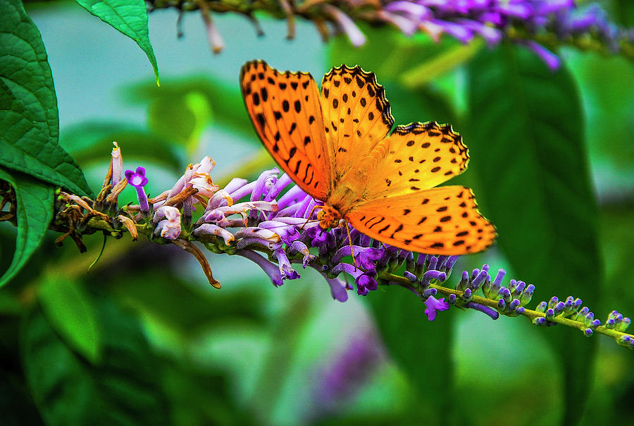 Butterfly and flower closeup #10 Photograph by Carl Ning