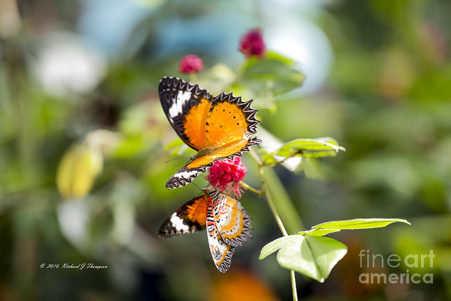 Butterfly #2 Photograph by Richard J Thompson