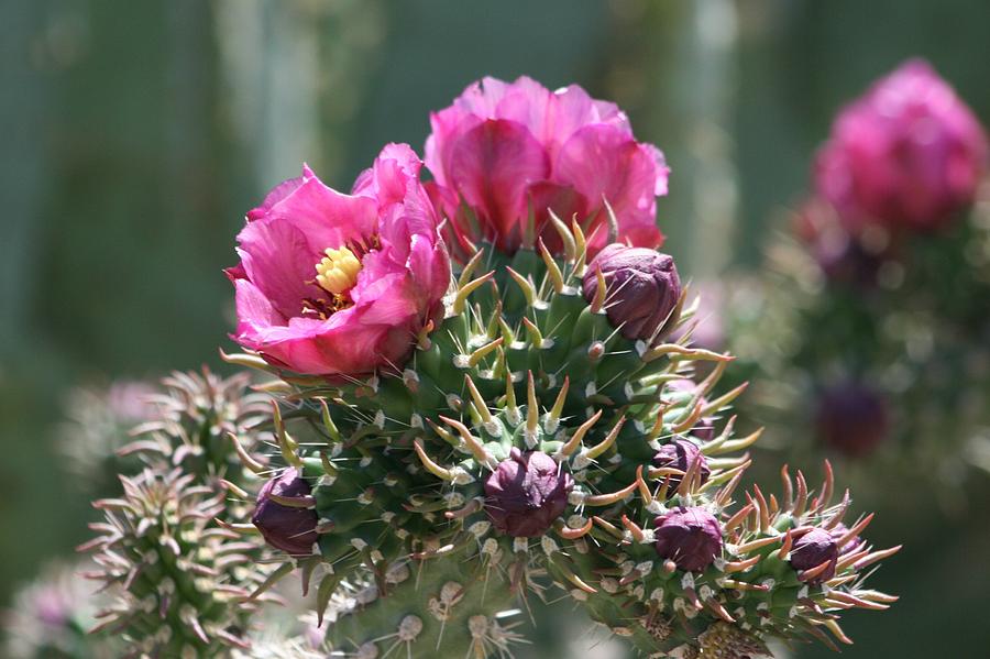 Cactus Flowers #10 Photograph by Douglas Miller