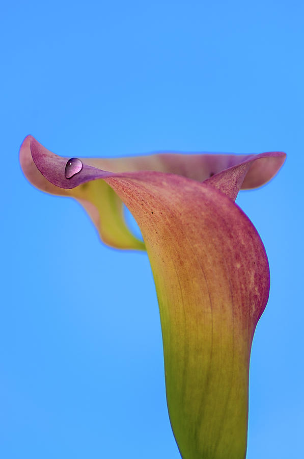 Calla lily #10 Photograph by Paulo Goncalves