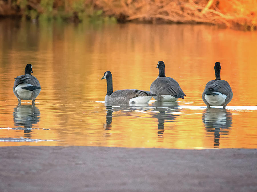 Canada Geese #10 Photograph by Tam Ryan