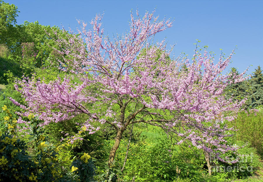 Cercis Canadensis Photograph by Irina Afonskaya - Fine Art America