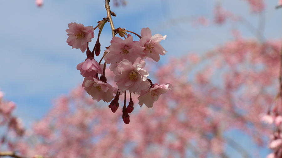 Nature Photograph - Cherry blossom  #10 by Qin  Wang