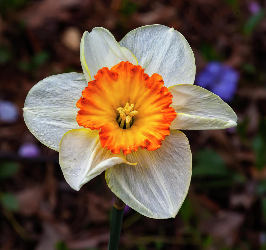 Daffodil #10 Photograph by Robert Ullmann