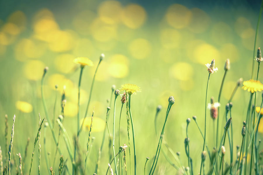 Daisy Flower Bloom On A Meadow In Summer #10 Photograph by Alex Grichenko