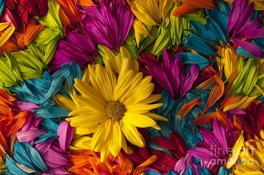 Daisy Petals Abstracts #10 Photograph by Jim Corwin