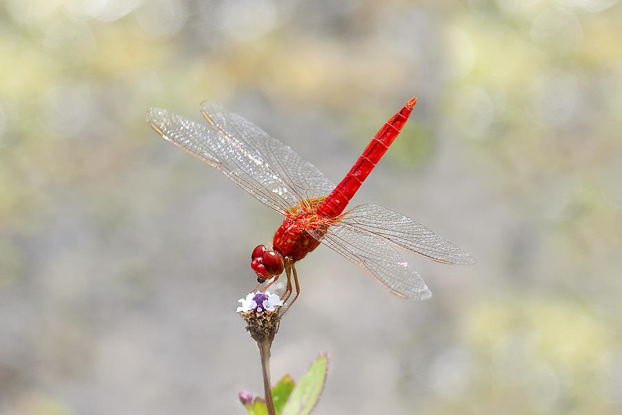 Dragonfly #10 Photograph by Gouzel -