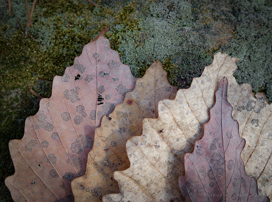 Dried Leaves #10 Photograph by Henri Irizarri