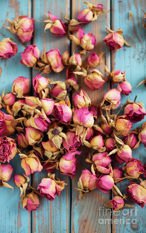 Dried roses #10 Photograph by Kati Finell