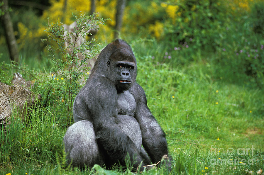Eastern Lowland Gorilla #10 Photograph by Gerard Lacz