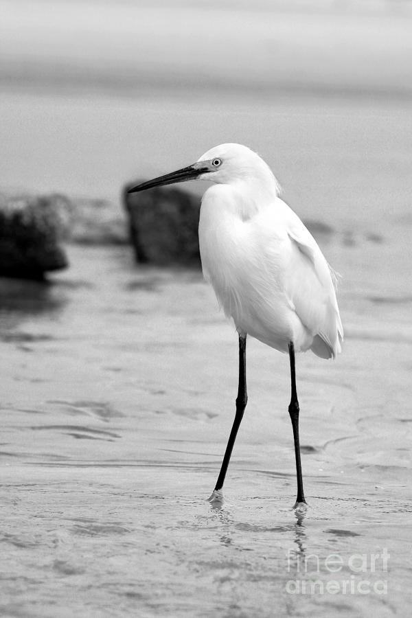 Egret in Black and White #10 Photograph by Angela Rath