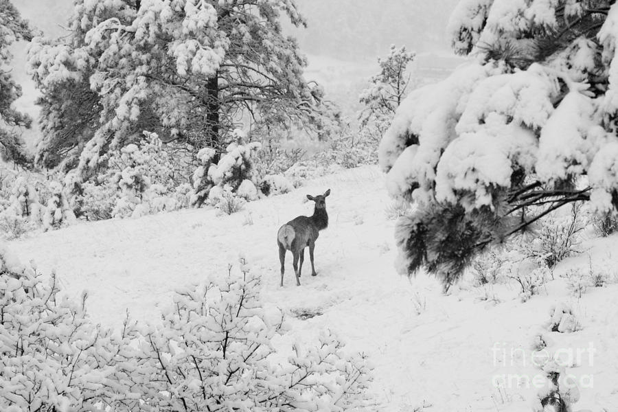 Elk in Deep Snow in the Pike National Forest #10 Photograph by Steven Krull
