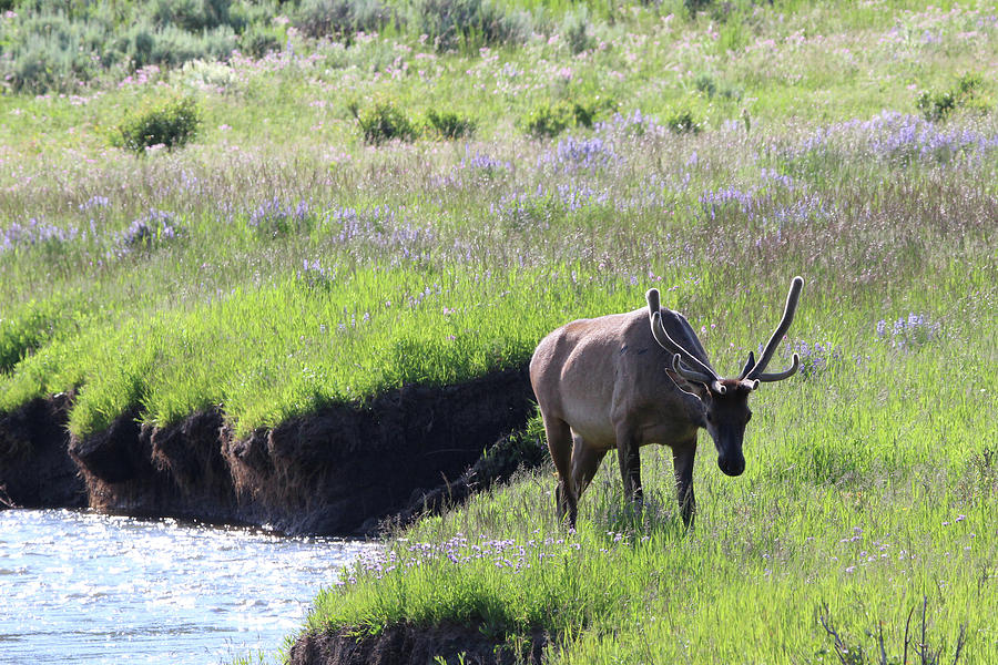 Elk Yellowstone USA #10 Photograph by Bob Savage