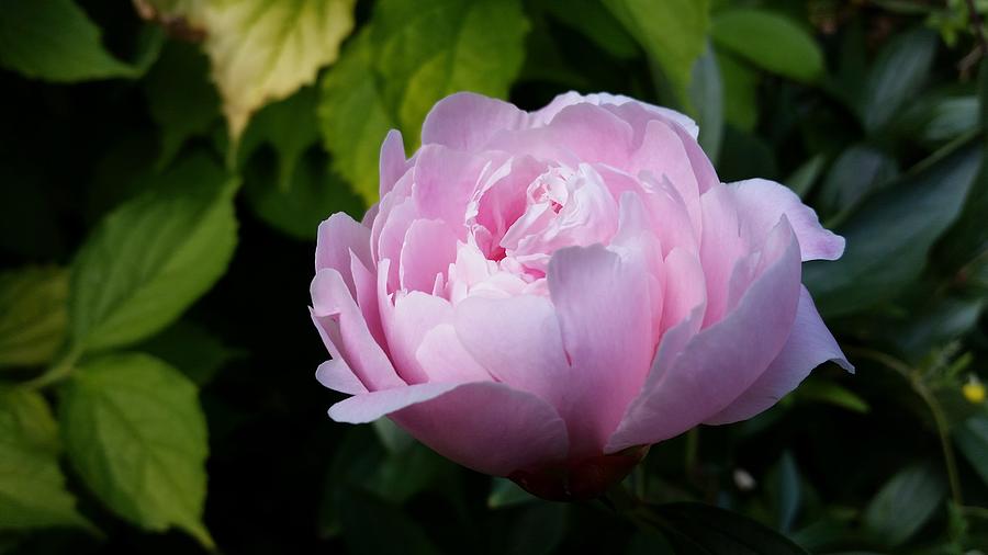 England - Glorious Pink Rose Photograph by Jeffrey Shaw - Fine Art America