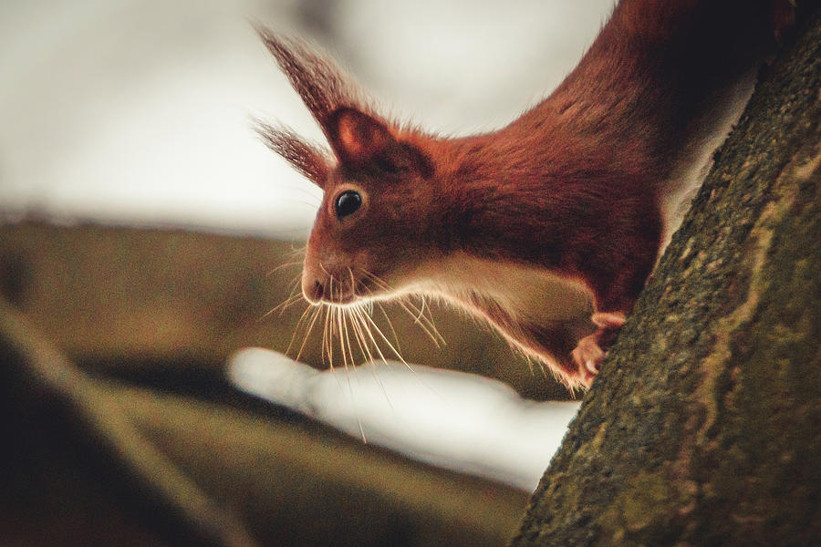 Eurasian Red Squirrel - Sciurus Vulgaris #1 Photograph by Marc Braner