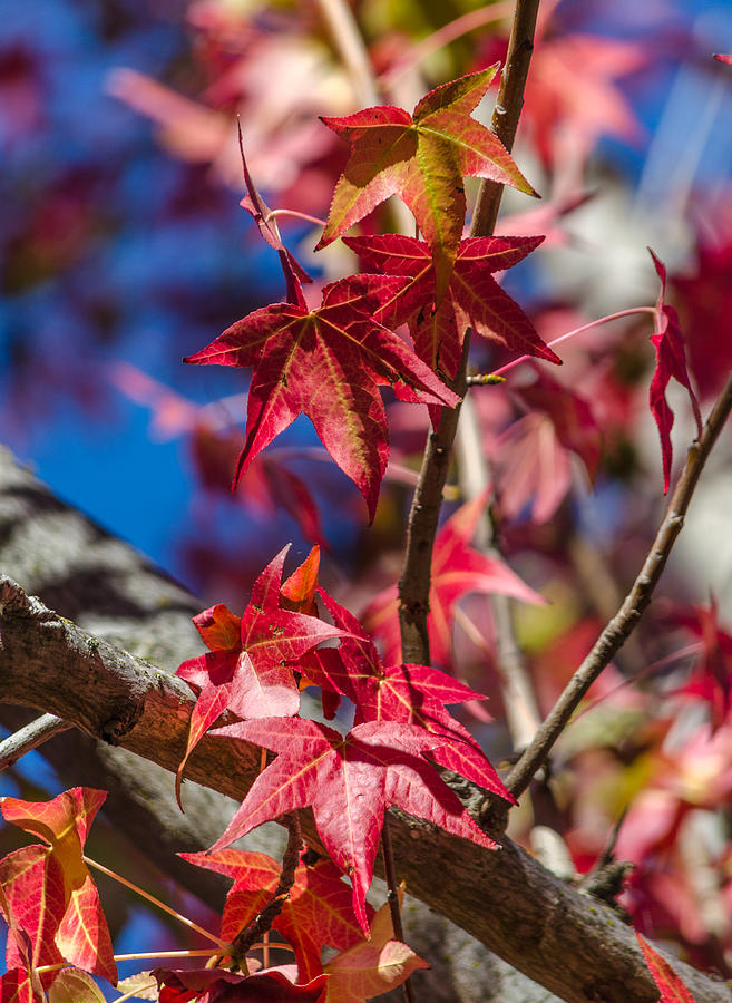 Fall foliage #10 Photograph by Asif Islam