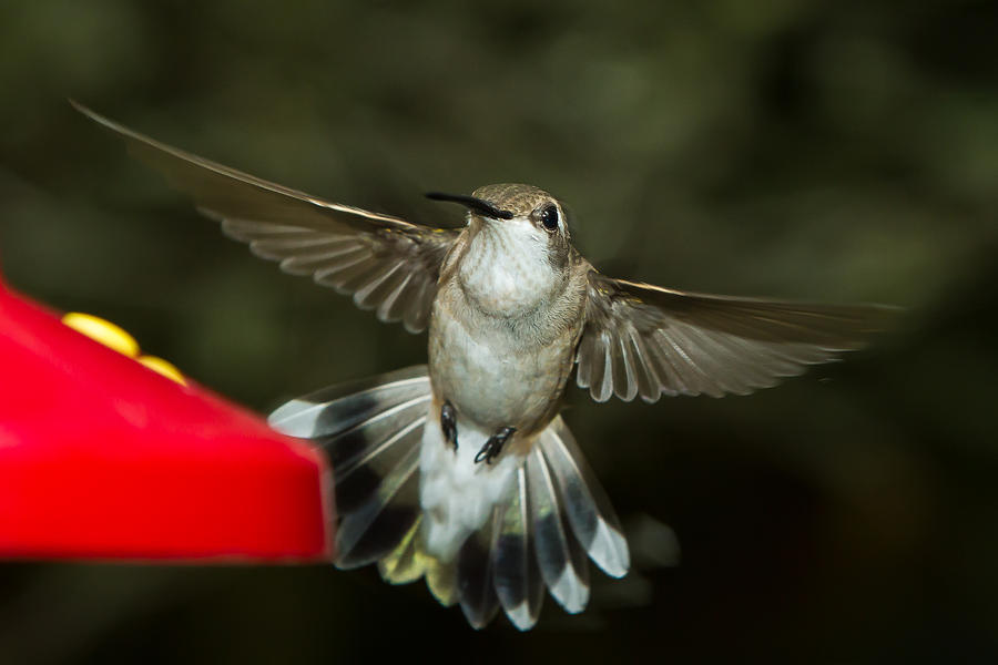 Female Ruby-Throated Hummingbird #10 Photograph by Robert L Jackson
