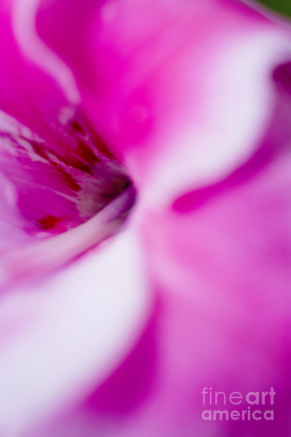 Flower Abstract #10 Photograph by Ray Laskowitz - Printscapes