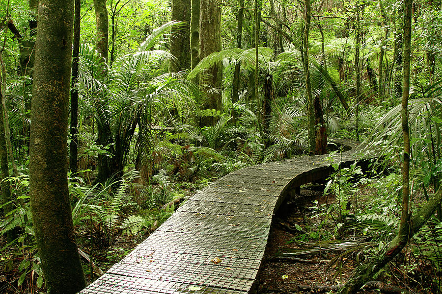 Forest boardwalk 11 Photograph by Les Cunliffe