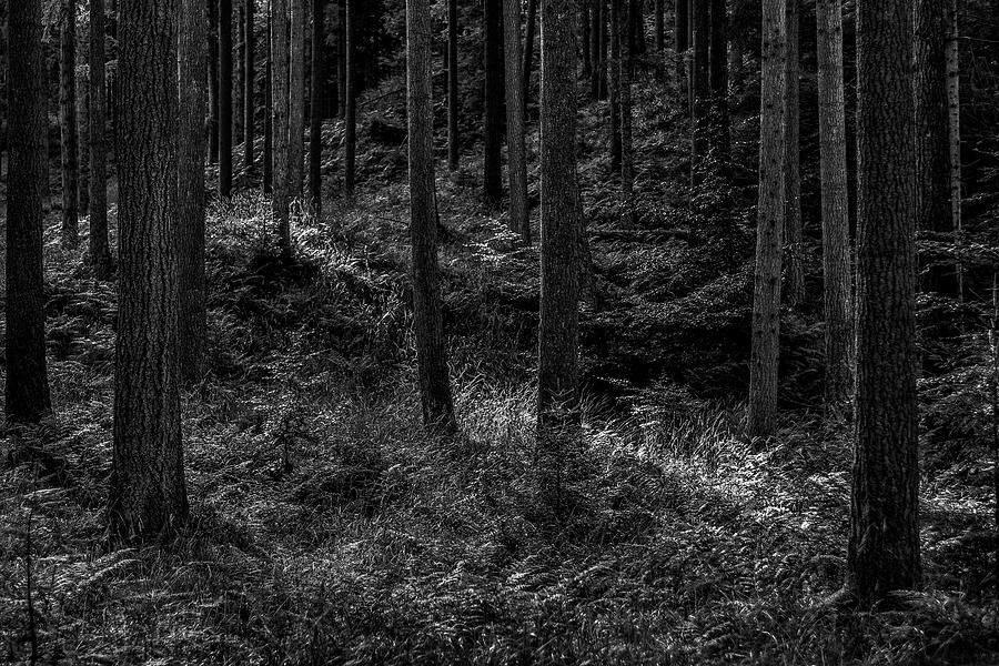 Forest #10 Photograph by Elmer Jensen