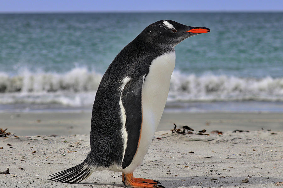  Gentoo Penguins Falkland Islands #10 Photograph by Paul James Bannerman