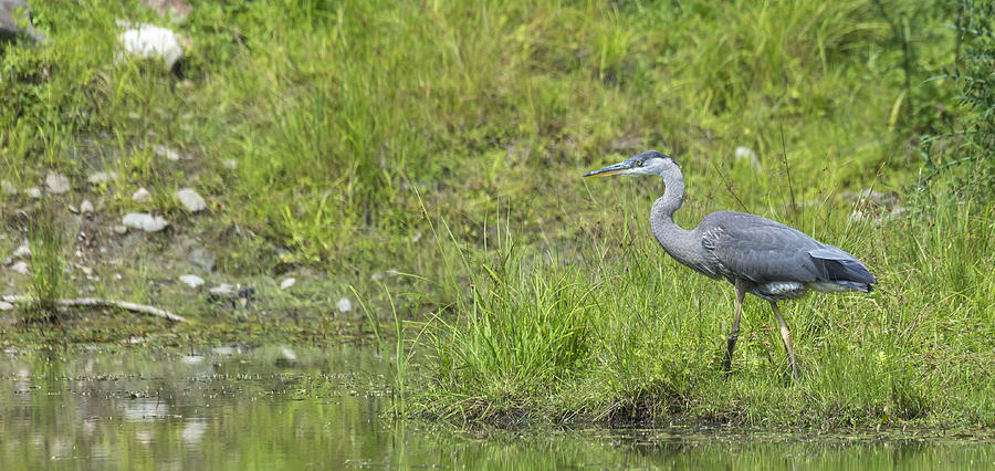 Great Blue Heron #10 Photograph by Josef Pittner