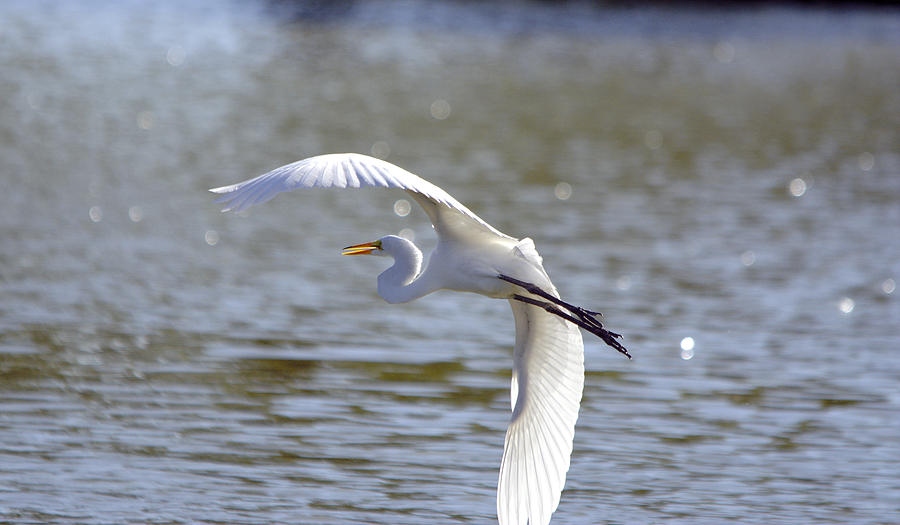 Great Egret In Flight Photograph by Roy Williams - Fine Art America