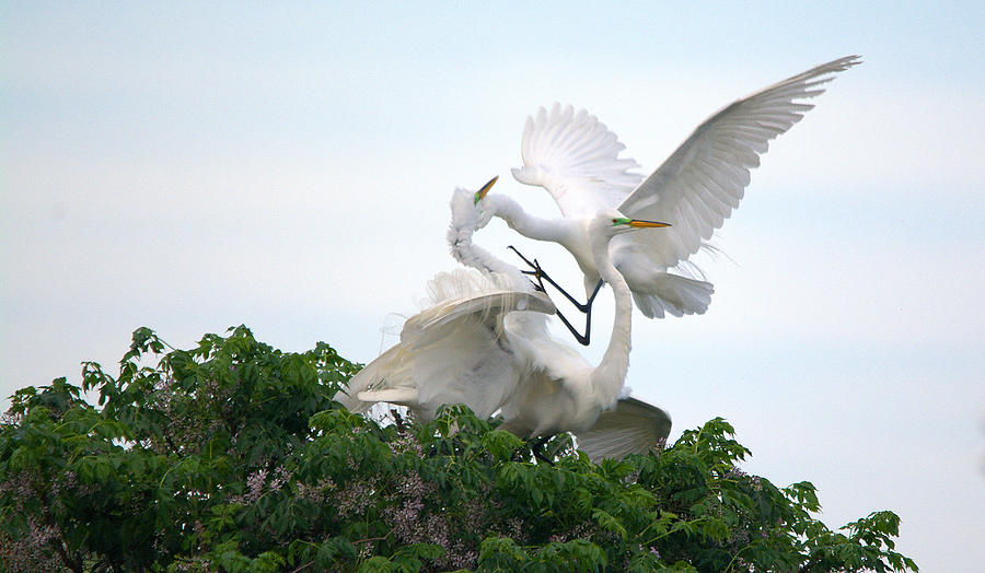 Great Egrets Mating Dispute Series Photograph