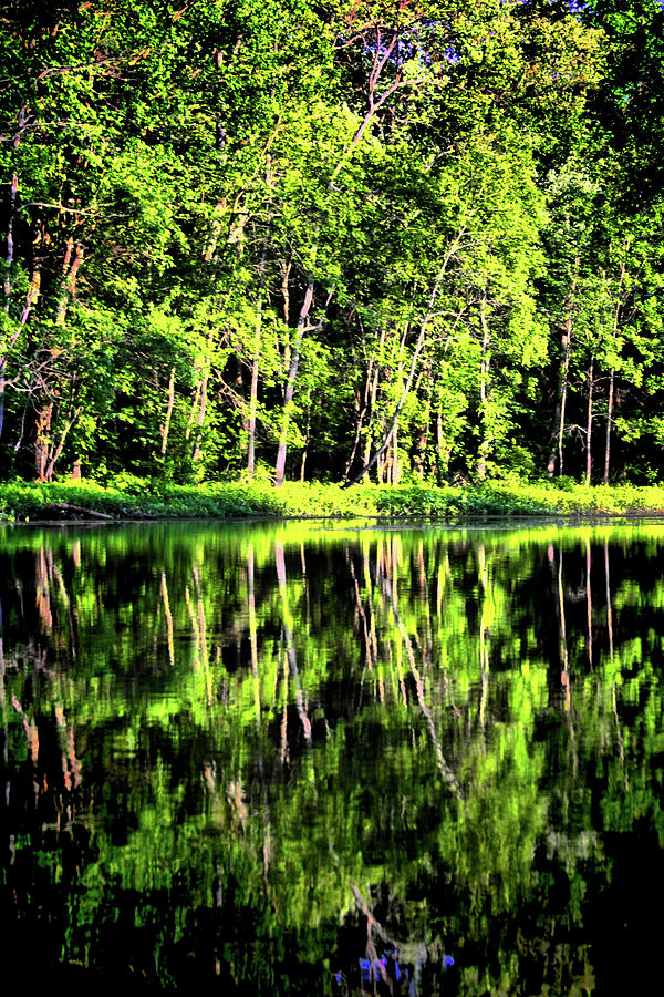 Great Swamp #10 Photograph by David Henningsen