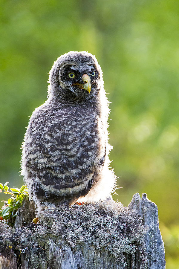 Owl Photograph - Grey Owl #10 by Borje Olsson