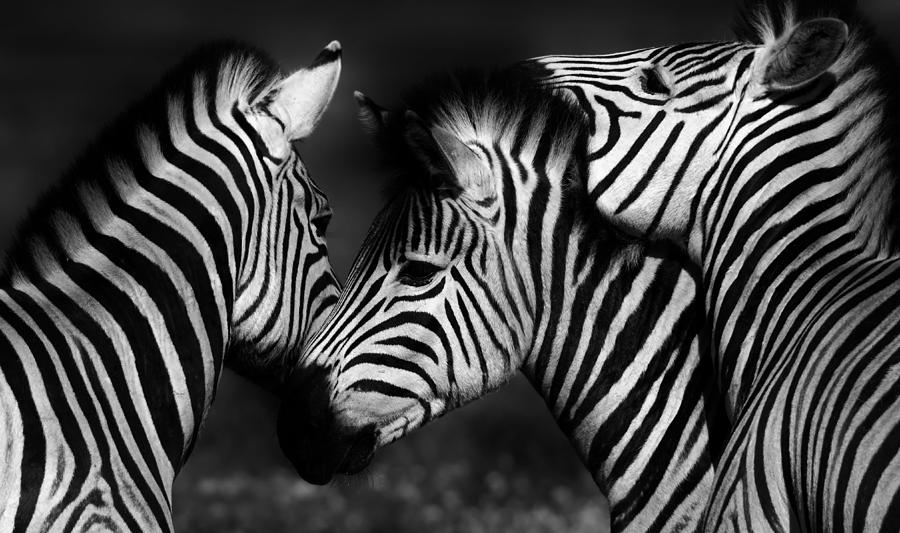 Group of Zebras #10 Photograph by Werner Lehmann
