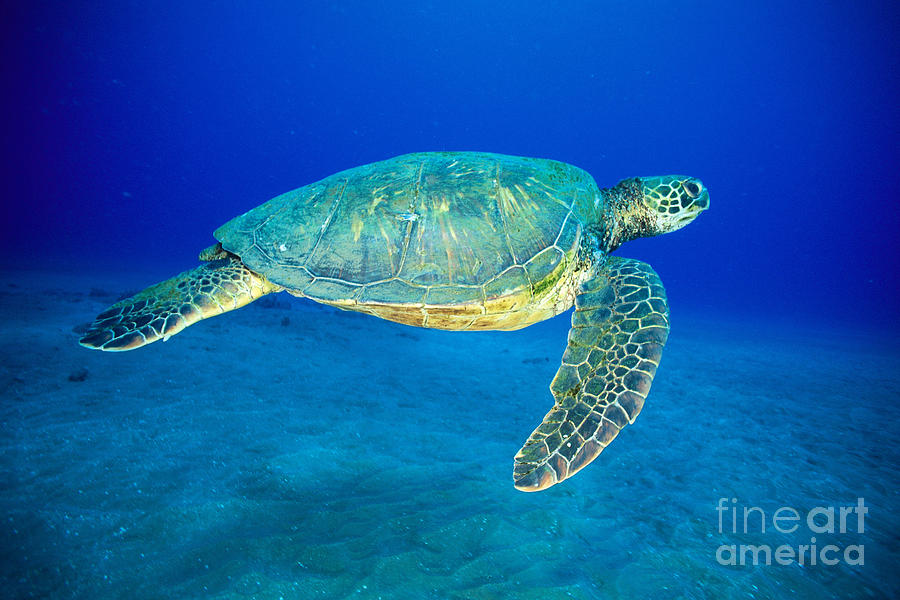 Hawaii, Green Sea Turtle #10 Photograph by Dave Fleetham - Printscapes