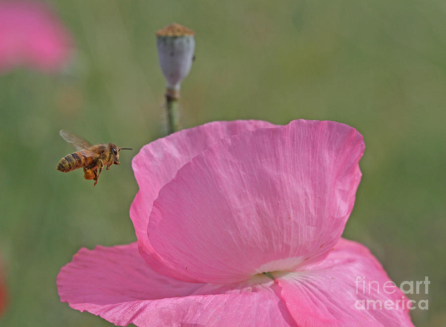 Poppy Photograph - Honeybee #10 by Gary Wing